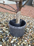 wraparound lead planter